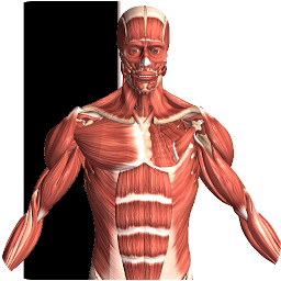 Visual Anatomy 2