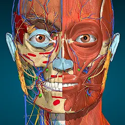 Anatomy Learning By Dr. Blanco