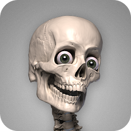 Skelly: Poseable Anatomy Model