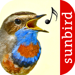 Vogelstimmen Id - Ruf + Gesang